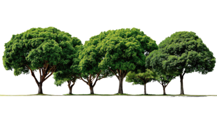 Verdant Canopy: A striking row of mature, vibrant trees stands tall, each showcasing a dense, leafy crown against a clear sky, symbolizing strength and resilience.