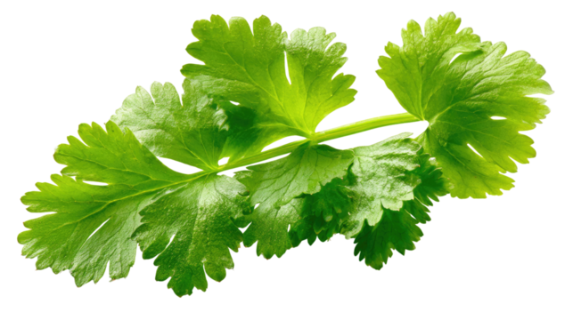 Fresh Coriander Leaf: A close-up shot of a vibrant green coriander leaf, capturing the essence of freshness and the intricate details of its textured surface.