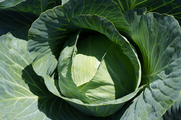 Ripe green cabbage head. Cabbage is growing.