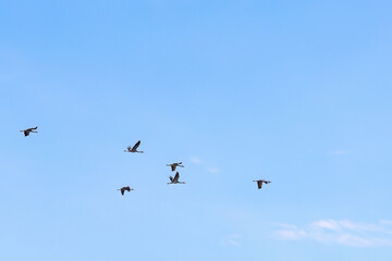 Beautiful view at flying cranes at a blue sky