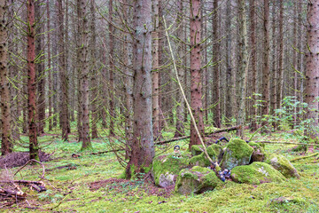 Moss-covered old stone cairns in a coniferous forest