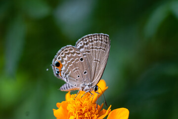 Butterfly Pollinating Flowers in Spring Garden Setting