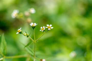 Delicate Spring Wildflowers in Soft Focus Nature Photography