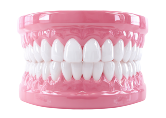 Dental model with white teeth, isolated on transparent background