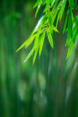 Green Bamboo Leaves with Raindrops Spring Shower Scene