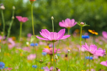 Obraz premium Beautiful Spring Flowers Blooming in Natural Garden Setting