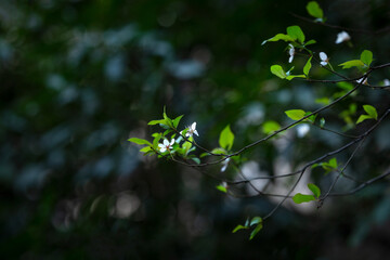 Green Leaves and White Flowers Spring Botanical Detail