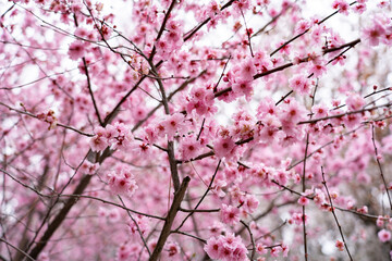 Romantic Blooming Peach Blossoms Spring Floral Photography