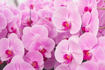 Obraz premium Pink Phalaenopsis Orchids Elegant Floral Close Up