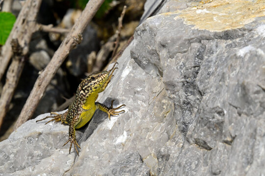 &Auml;g&auml;ische Mauereidechse // Erhard's wall lizard, Aegean wall lizard (Podarcis erhardii riveti) - Gro&szlig;er Prespasee, Albanien
