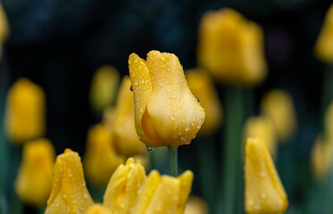 Yellow Tulip with Raindrops Spring Rain Close Up