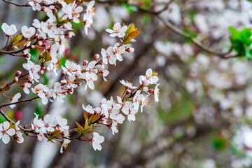 Apricot Flower Buds on Branch Spring Growth Detail
