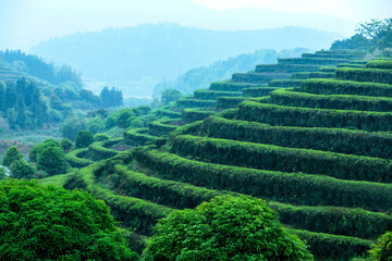 Terraced Tea Mountain Green Tea Spring Harvest Landscape
