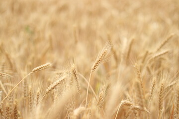 Mature Golden Wheat Field Ready for Harvest Agriculture