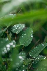 Wild Grass Blades with Raindrops Summer Rain Close Up