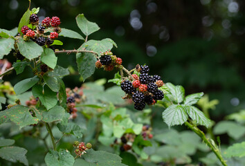 ARCHED BRANCH OF RIPENING BLACKBERRIES AMIDST GREEN FOLIAGE LENS BOCCA EFFECT BACKGROUND 
