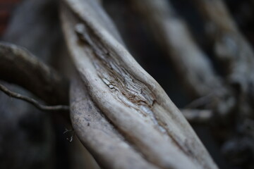 close up of a died coffee tree wood