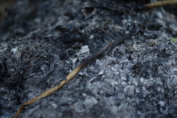 wood ash in the garden