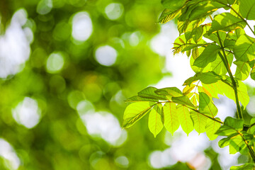 Sunlight Through Early Summer Leaves Backlit Foliage