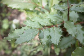 Close-up of holly-like mahonia leaves in the garden, natural green foliage background.