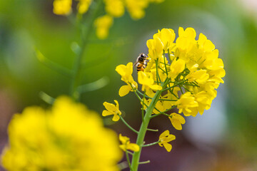 Yellow Rapeseed Flowers Spring Field Landscape Photography