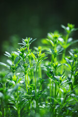 Vibrant Spring Green Grass Blades Growing Upward with Life Energy in Sunlight