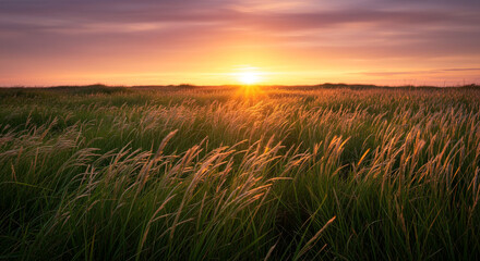 Golden hour sun beams through tall grass field creating a serene and peaceful natural landscape scene