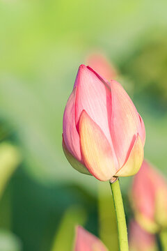 Fresh Lotus Flowers Blooming on Pond During Hot Summer Dawu Solar Term