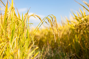 Ripe Rice Field Ready for Mangzhong Solar Term Harvest Celebration