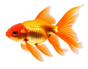 Fototapeta premium Single Orange Goldfish Swimming, isolated on transparent background PNG