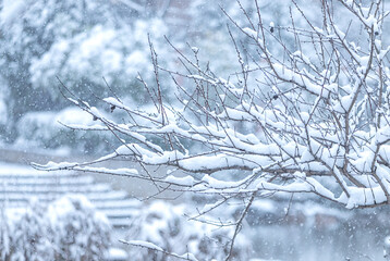 Snow Covered Tree Branches After Winter Snowfall Close Up