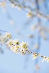 Pale White Mountain Peach Blossoms in Spring