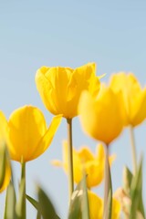 Fototapeta premium Fresh Romantic Tulips in Spring Garden
