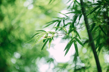 Summer Green Bamboo Leaves Fresh Seasonal Poster