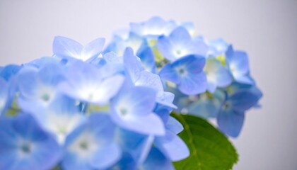 Close-up of light blue hydrangea blossoms (1)