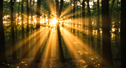 Golden sunbeams pierce through lush forest canopy creating a magical ethereal atmosphere