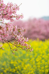 Obraz premium Spring Cherry Blossom Flower Close Up Photography