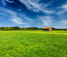Green Pasture Meadow with Young Grass