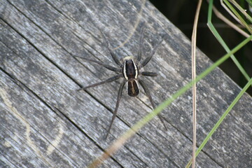 raft spider carrying its eggs closeup from above