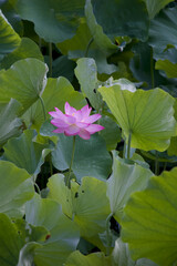 Ancient Origin Lotus
