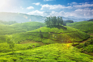 Sunbathed Serene Tea Plantation Landscape Photography