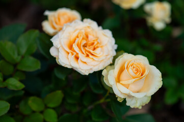 Close-up of beige hybrid roses blooming in summer garden