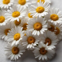 Fototapeta premium Chamomile flowers isolated on neutral studio background.