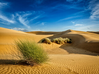 Surviving Trees in Desert Arid Landscape