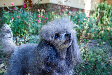 silver poodle, young small dog, standing in grass, funny face, front view, portrait, close-up, looking away, gray curly, plush, walking, pet, yard, friend, domestic, happy, puppy,