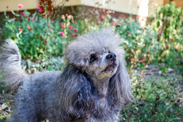silver poodle, young small dog, standing in grass, funny face, front view, portrait, close-up, looking away, gray curly, plush, walking, pet, yard, friend, domestic, happy, puppy,