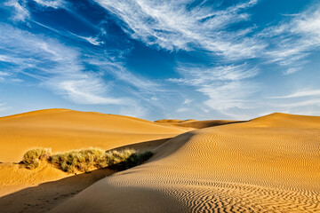 Small Trees in Desert Under Blue Sky Landscape