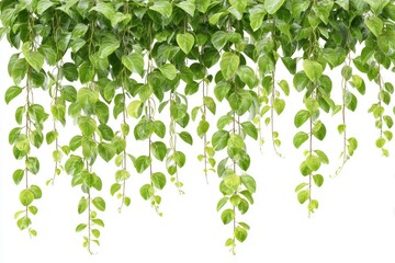 Cascading foliage Green leaves hanging down with soft lighting on a white background creating a natural, organic border element