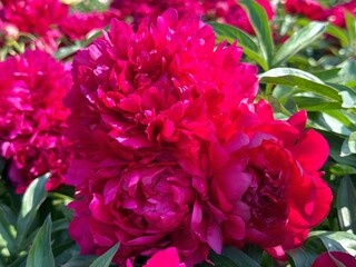 Obraz premium Peonies hot pink double flowers in the garden.