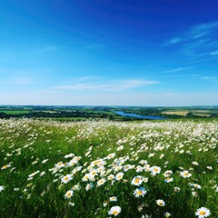 Field of daisies, blue sky, distant river